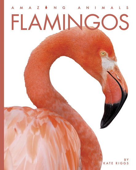 Flamingos - KATE RIGGS