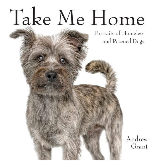 Take Me Home - ANDREW GRANT