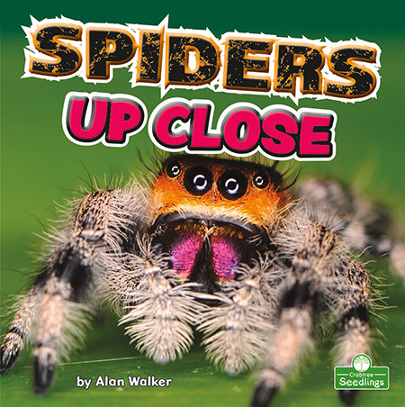 Spiders Up Close - ALAN WALKER