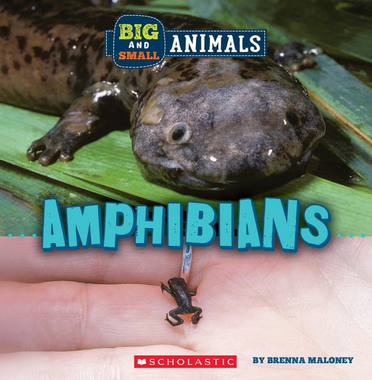 Big and Small: Amphibians (Wild World) - BRENNA MALONEY