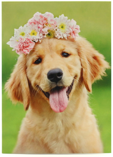 Chien fleurs sur la tête