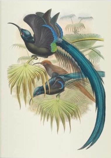 Oiseaux de Nouvelle-Guinée - JOHN GOULD