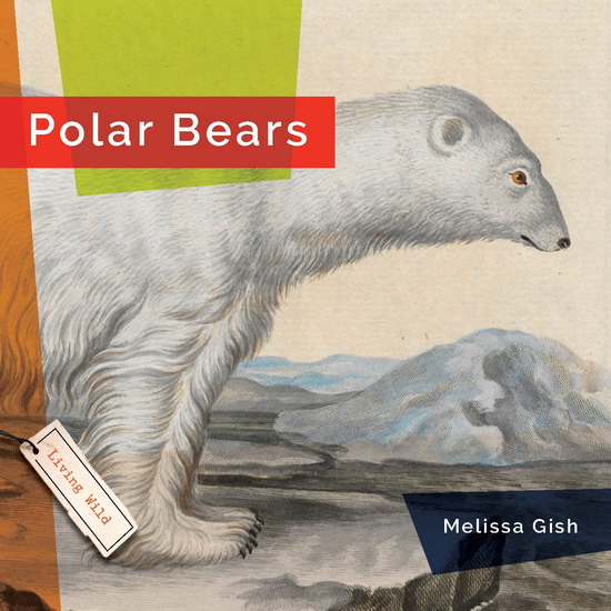 Polar Bears - RACHAEL HANEL