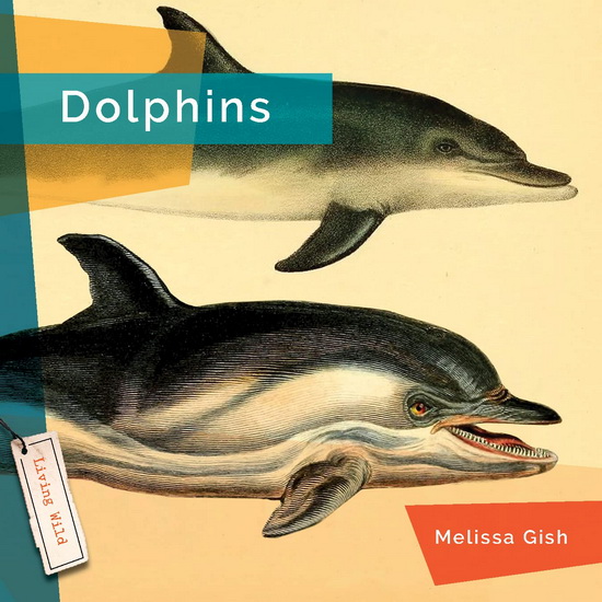 Dolphins - JASON SKOG