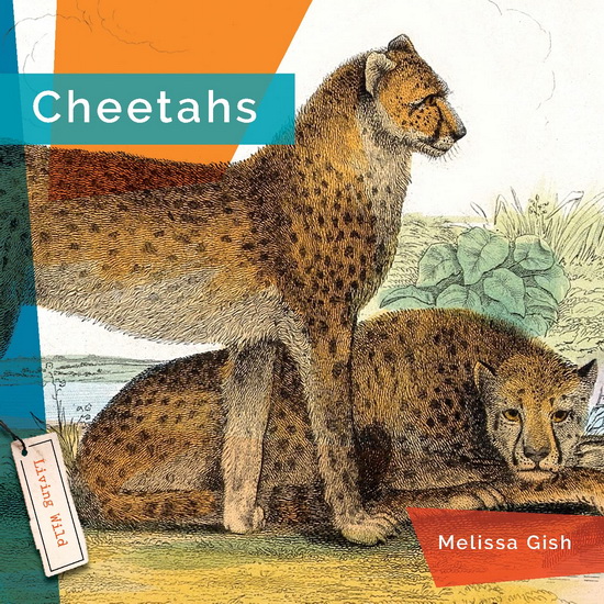 Cheetahs - RACHAEL HANEL