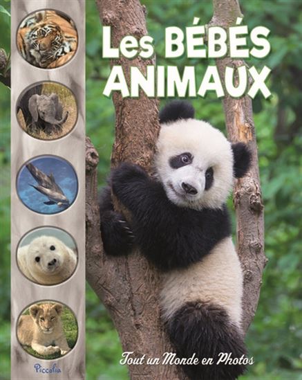 Les Bébés animaux N. éd. - COLLECTIF