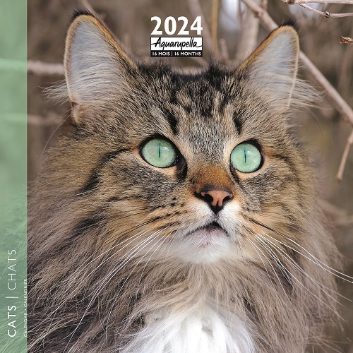 Calendrier photo 2024 les chatons chevalet bureau 12 mois – Regards  Naturalistes