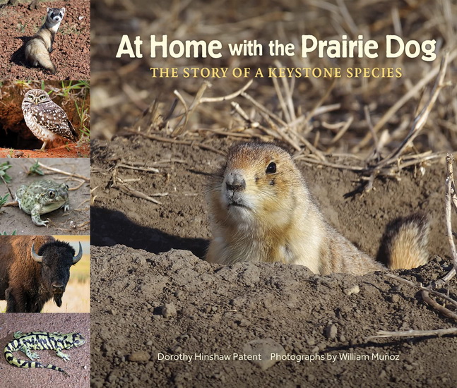 At Home with the Prairie Dog - DOROTHY HINSHAW PATENT - WILLIAM MUNOZ
