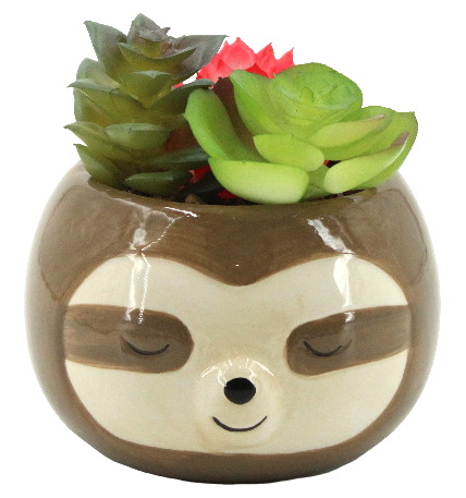 Plante en pot Paresseux