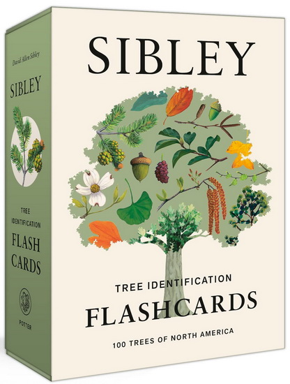 Sibley Tree Identification Flashcards - DAVID ALLEN SIBLEY
