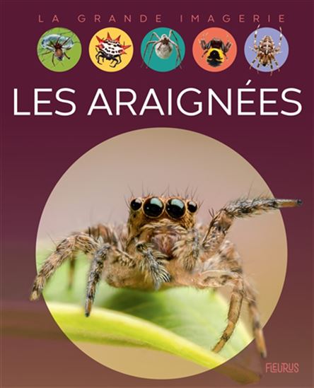 Les Araignées - CATHY FRANCO