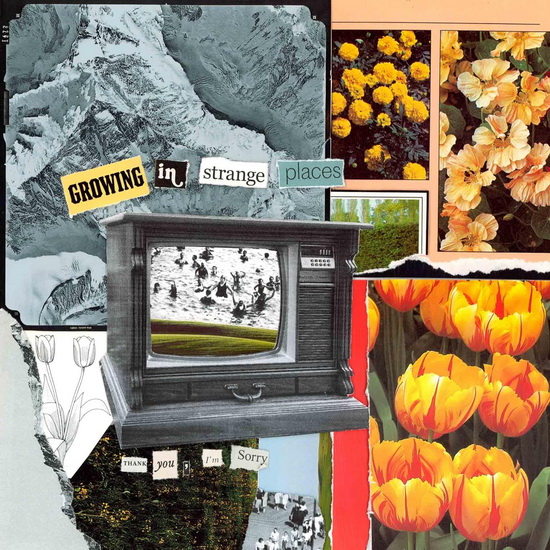Growing In Strange Places (Vinyle - Orange) - I'M SORRY THANK YOU