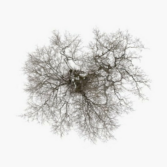 Tree (Vinyle) - JOHN METCALFE
