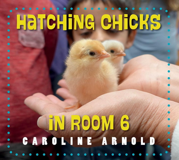 Hatching Chicks in Room 6 - CAROLINE ARNOLD