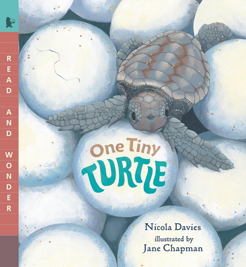 One Tiny Turtle - NICOLA DAVIES - JANE CHAPMAN