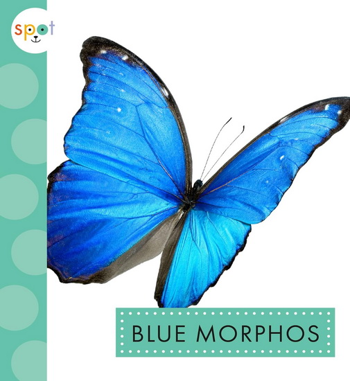 Blue Morphos - ALISSA THIELGES