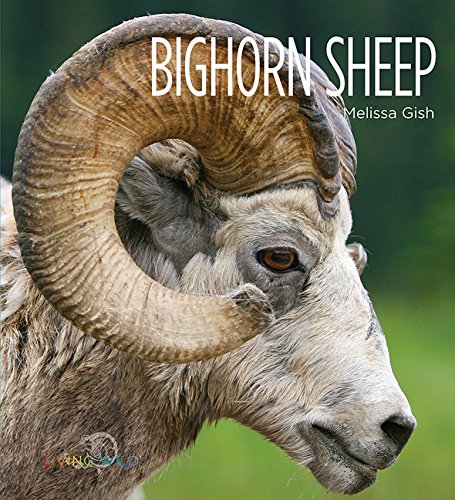 Bighorn Sheep - MELISSA GISH