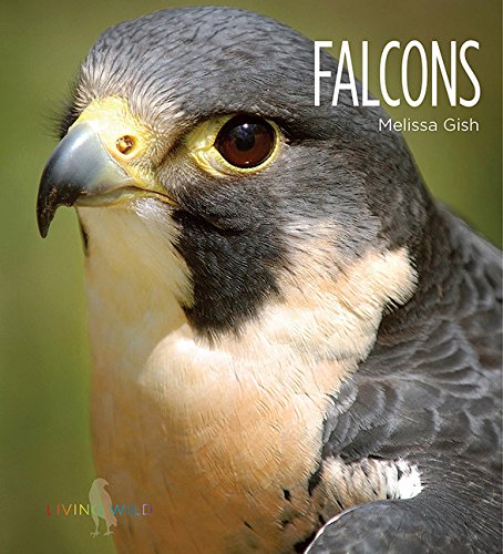 Falcons - MELISSA GISH
