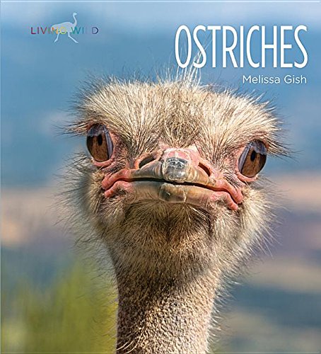 Ostriches - MELISSA GISH