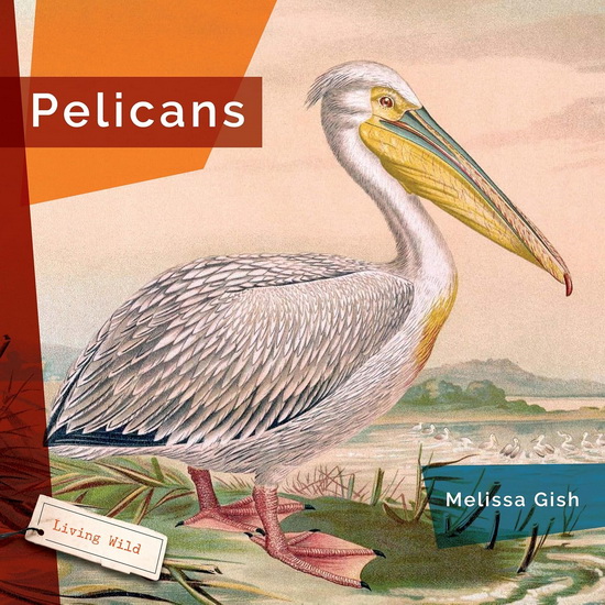 Pelicans - MELISSA GISH