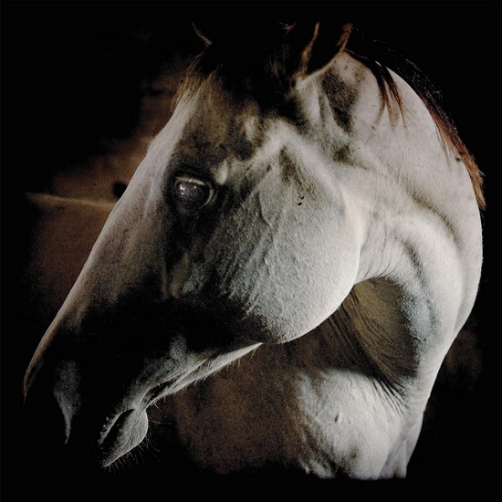 How To Kill A Horse - BROTHER DEGE