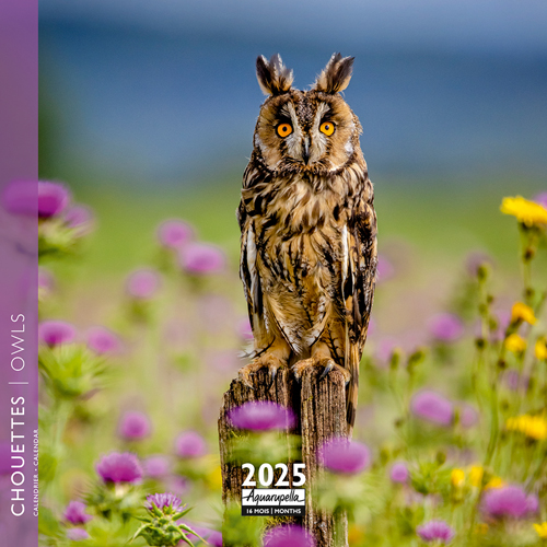 Calendrier mini 2025 Chouettes 16x16cm