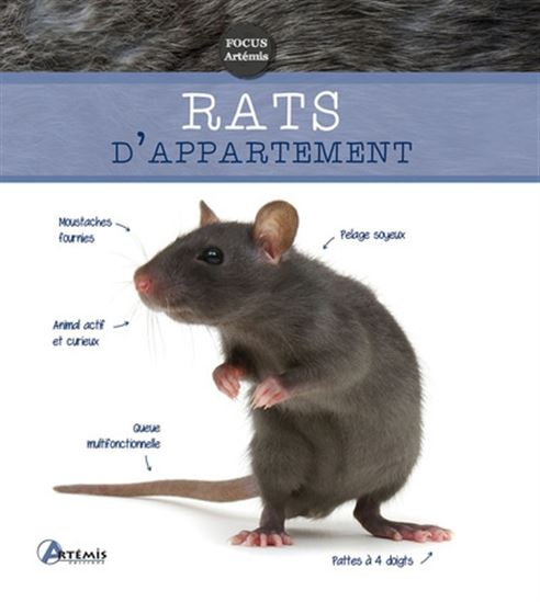 Rats d&#39;appartement N. éd. - PETRA DIETZ - EVA-GRIT SCHNEIDER