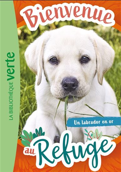 Un labrador en or #08 - PASCAL RUTER