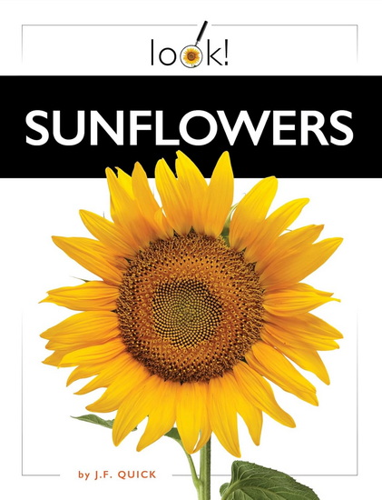 Sunflowers - J F QUICK