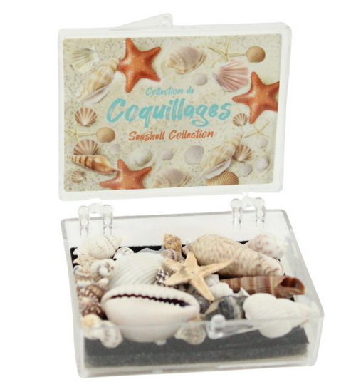 Collection de coquillages