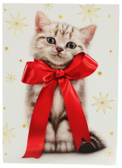 Chaton avec boucle rouge