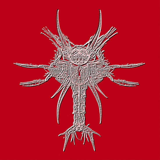 XUV (Vinyle) - BÉLI