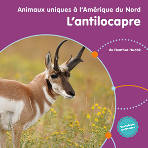 L&#39;Antilocapre - HEATHER C HUDAK