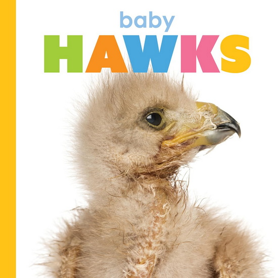 Baby Hawks - MEG GREVE