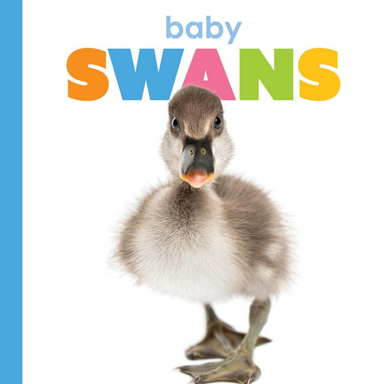 Baby Swans - MEG GREVE