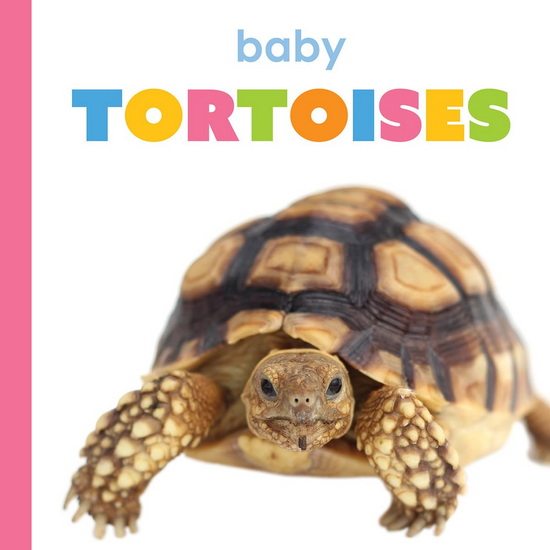 Baby Tortoises - MEG GREVE