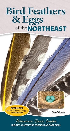 Bird Feathers & Eggs of the Northeast: Identify 40 Species of Common Backyard Birds - STAN TEKIELA