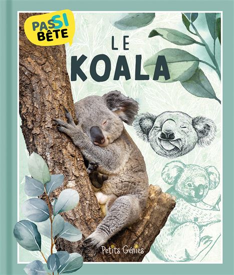 Le Koala - PIERRE-ALEXANDRE BONIN