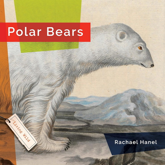 Polar Bears - RACHAEL HANEL
