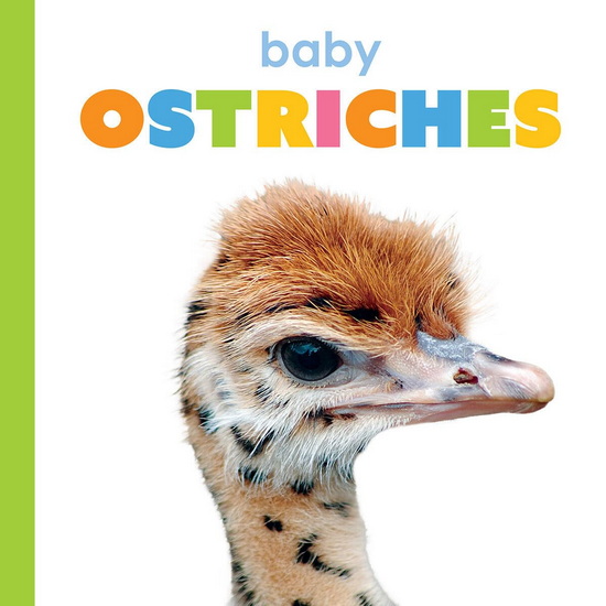 Baby Ostriches - KIM THOMPSON