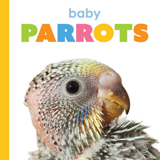 Baby Parrots - KIM THOMPSON