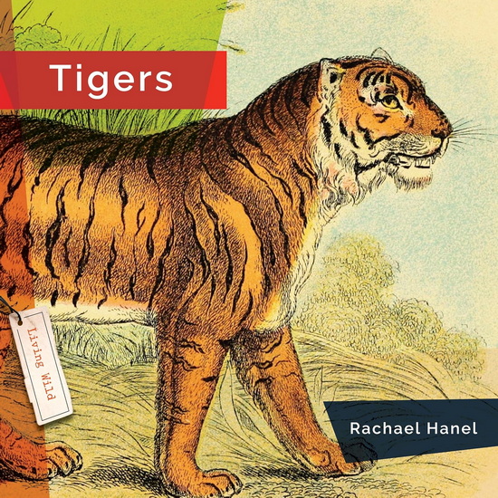 Tigers - RACHAEL HANEL