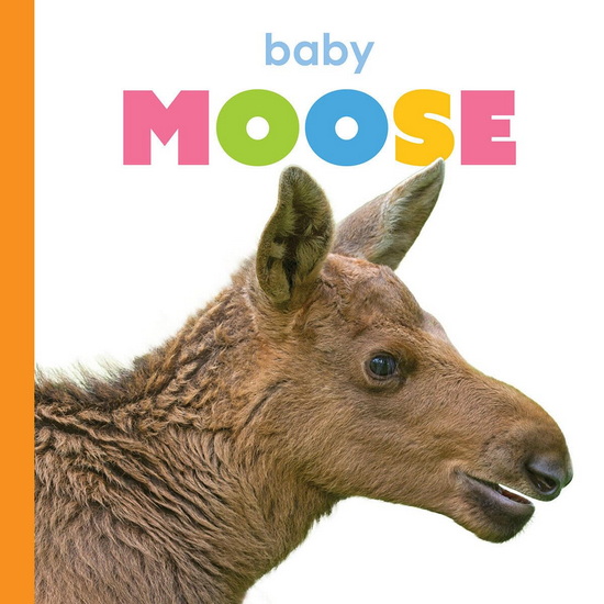 Baby Moose - KIM THOMPSON
