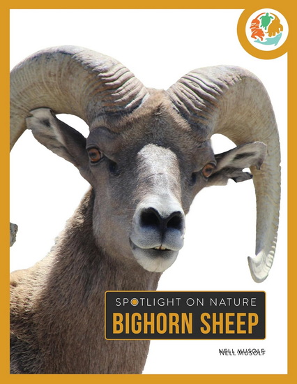 Bighorn Sheep - NELL MUSOLF