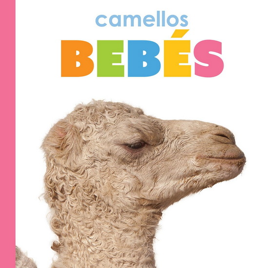 Camellos bebes - KIM THOMPSON