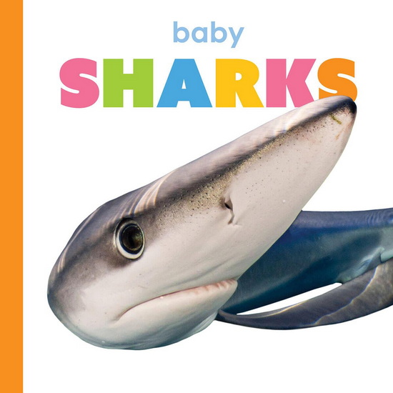 Baby Sharks - KIM THOMPSON