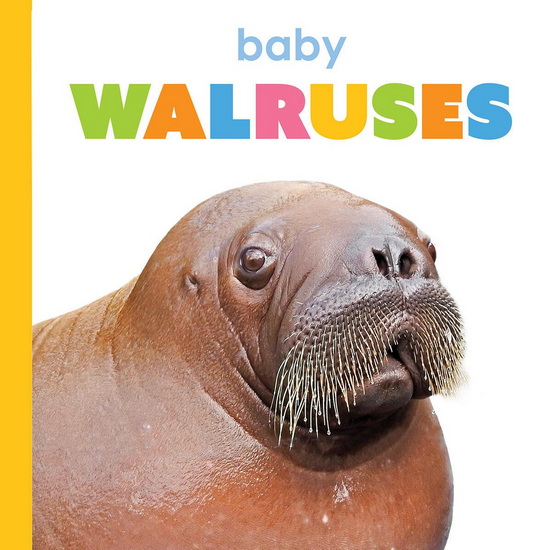 Baby Walruses - KIM THOMPSON