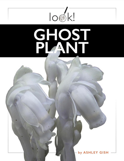 Ghost Plant - ASHLEY GISH