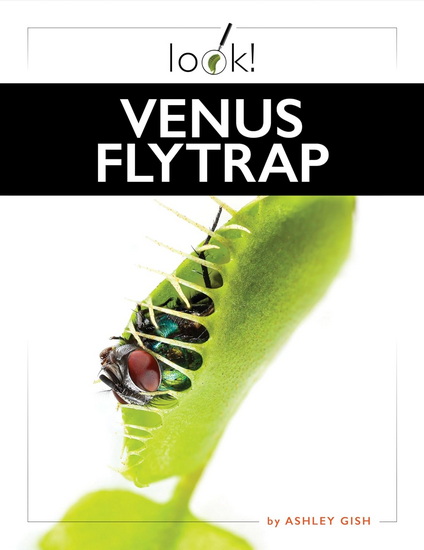 Venus Flytrap - ASHLEY GISH
