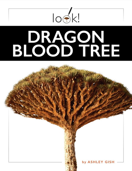 Dragon Blood Tree - ASHLEY GISH